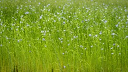 Onrust over de milieuscore van biobased materialen