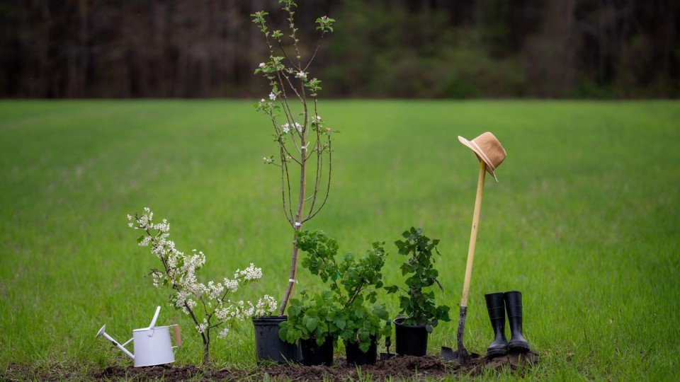 Aanplant nieuw bos hapert