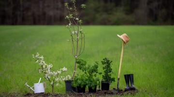 Aanplant nieuw bos hapert