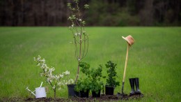 Aanplant nieuw bos hapert