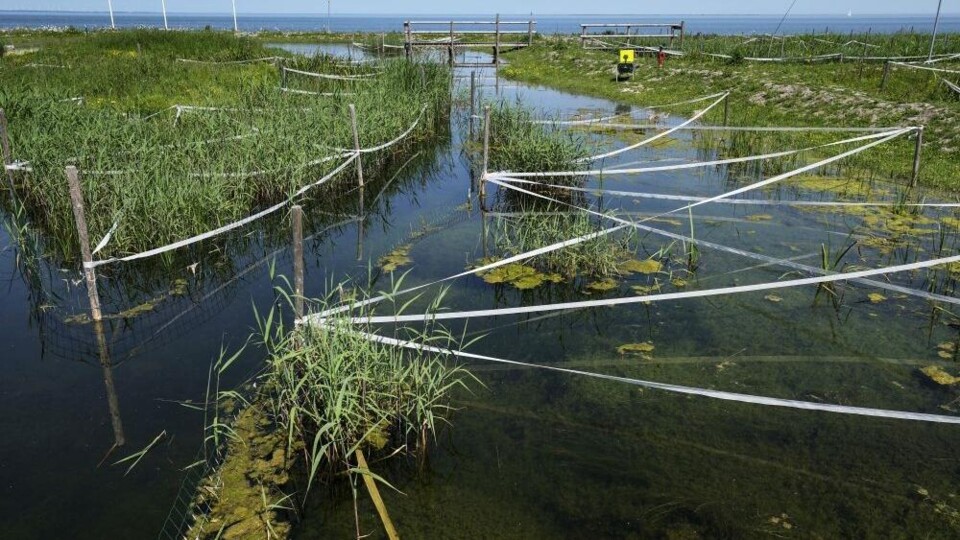 Het natuurlijk waterzuiverende natuurgebied in Andijk