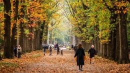 Advies wijst op belang van bossen en bodems voor klimaat
