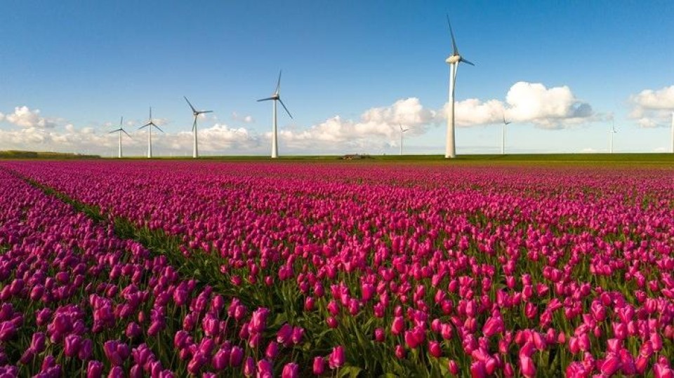 windmolens en tulpen