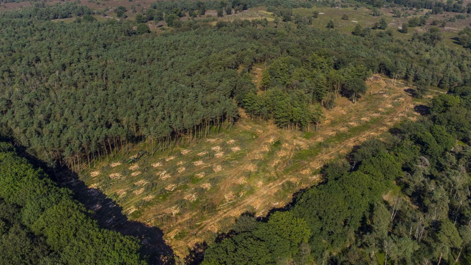 Natuurorganisaties kapten vorig jaar bomen in het Nationaal Park Sallandse Heuvelrug, met oog op meer ruimte voor de voedselarme heide.