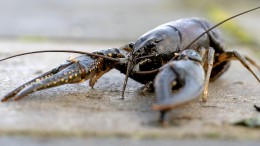 Actie nodig tegen rivierkreeften in Krimpenerwaard