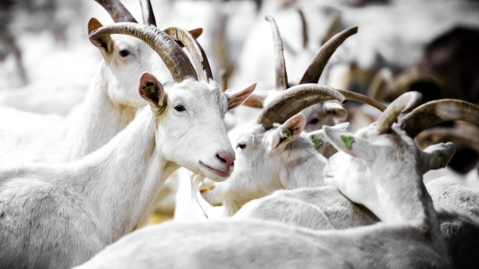 Witte geiten met hoorns dicht bij elkaar op een geitenhouderij, sommige met groene oormerken.