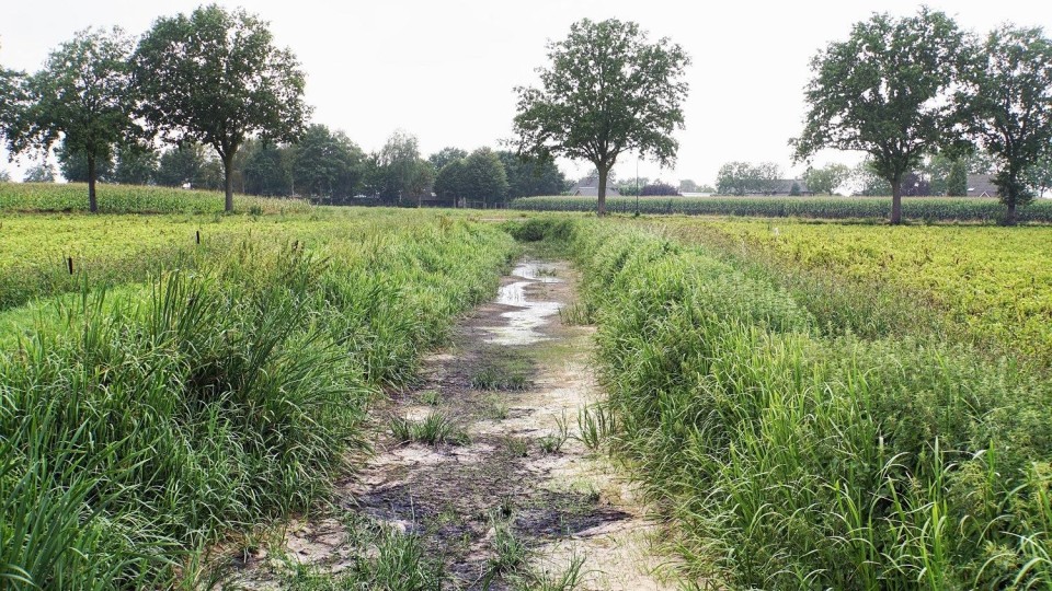 Een drooggevallen beek in Noord-Brabant, in 2020.