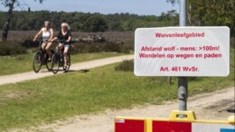 Provincie mag probleemwolf afschieten