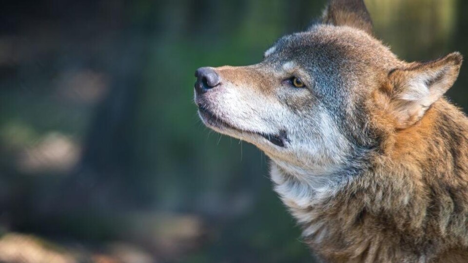 Wolf