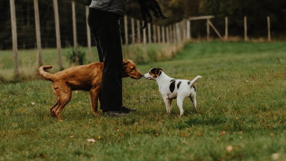 Honden spelen Shutterstock