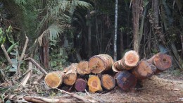 Bankjes en bruggen van tropisch hardhout