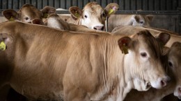 Brabant past stikstofbeleid boeren aan