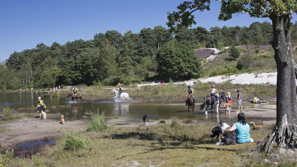 Mensen en paarden koelen af bij de Roode Beek, op de Brunssummerheide.