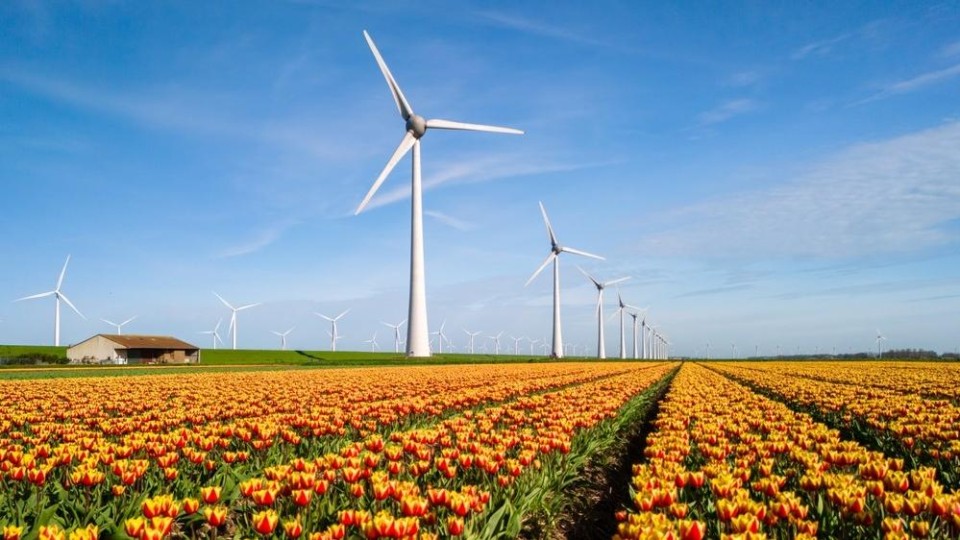 Windmolens in tulpenveld