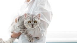 Gratis kattencastratie voor Almeerders