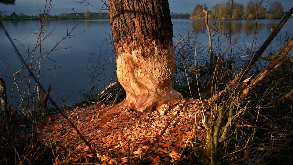 Een door een bever aangeknaagde boom in Maasbommel, in Gelderland.