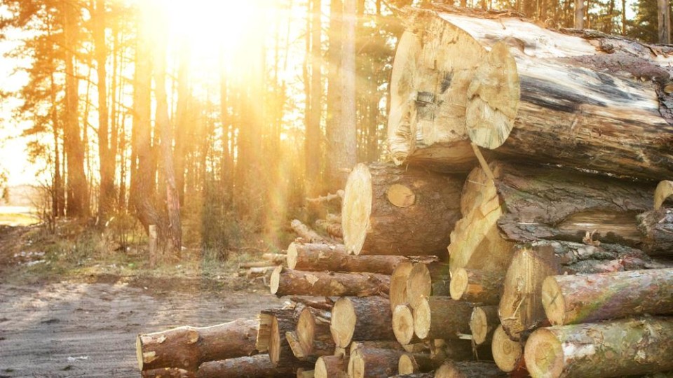 Gekapte bomen