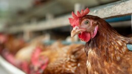 Raad van State geeft Noord-Brabant nieuwe deadline over pluimveehouders