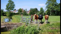 Weerbarstige kleine wijkjes