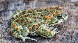 Schermen beschermen rugstreeppad