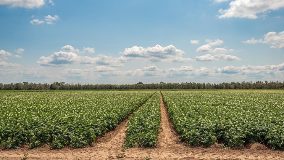 Een aardappelakker in de Noordwaardpolder in Noord-Brabant.