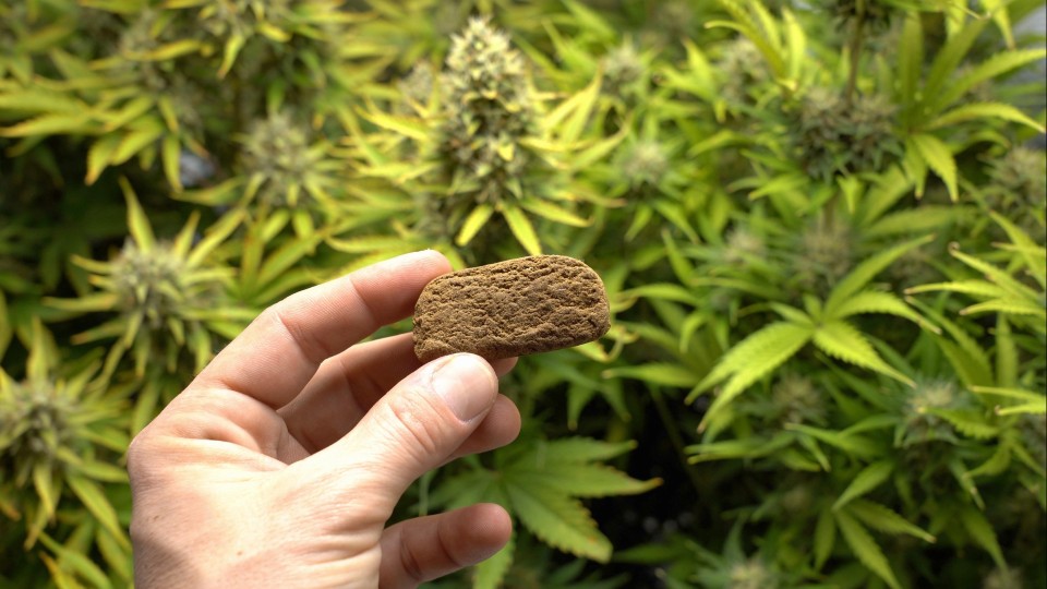 hash en wiet