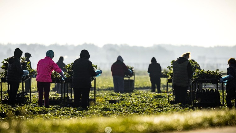 ‘Arbeidsmigranten blijven nodig, maar wel minder’