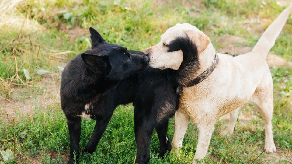 snuffelende-honden-shutterstock_2033783549