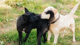 Ambtelijke samenwerkingen onder de loep
