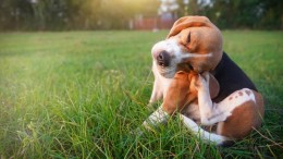 Het gaat weer jeuken