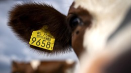 Stikstofminister weekt 1,28 miljard los uit transitiefonds