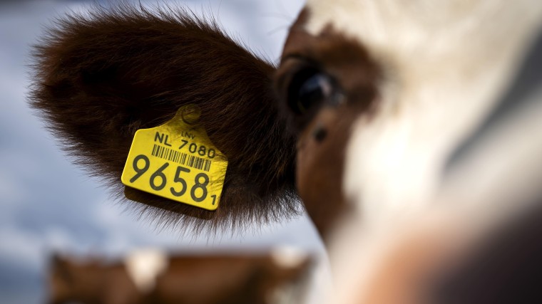 Stikstofminister weekt 1,28 miljard los uit transitiefonds