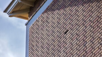Vleermuis vertraagt bouw, maar Den Haag heeft oplossing
