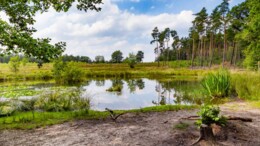 Halve kilometer rondom Veluwe streng stikstofbeleid