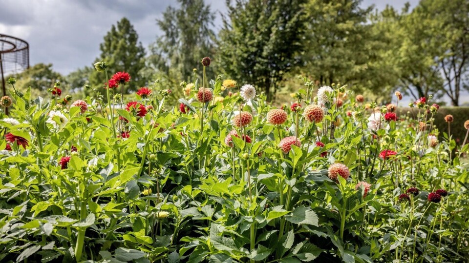 Bloemenpark Appeltern in Gelderland, waar honderden voorbeeldtuinen zijn.