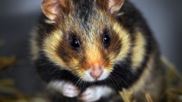 Ook met 32 miljoen euro blijft korenwolf kwetsbaar 