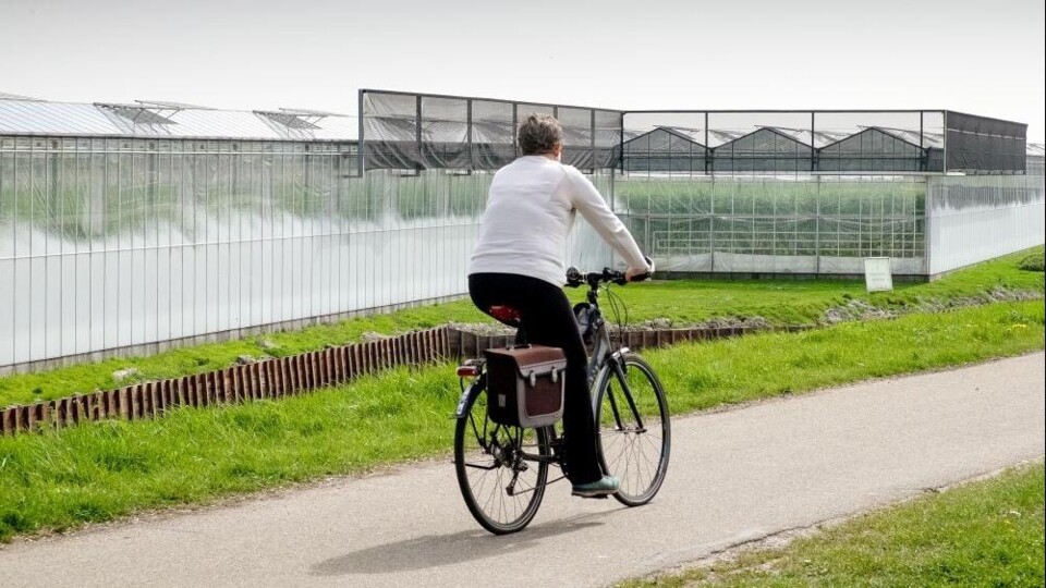 Een fietser tussen de kassen