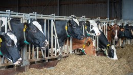 Raad van State kraakt stikstofvoorstel Wiersma