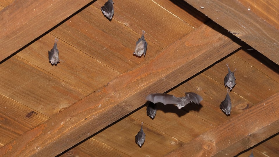 Dwergvleermuizen hangen aan het dak van een boerenschuur.