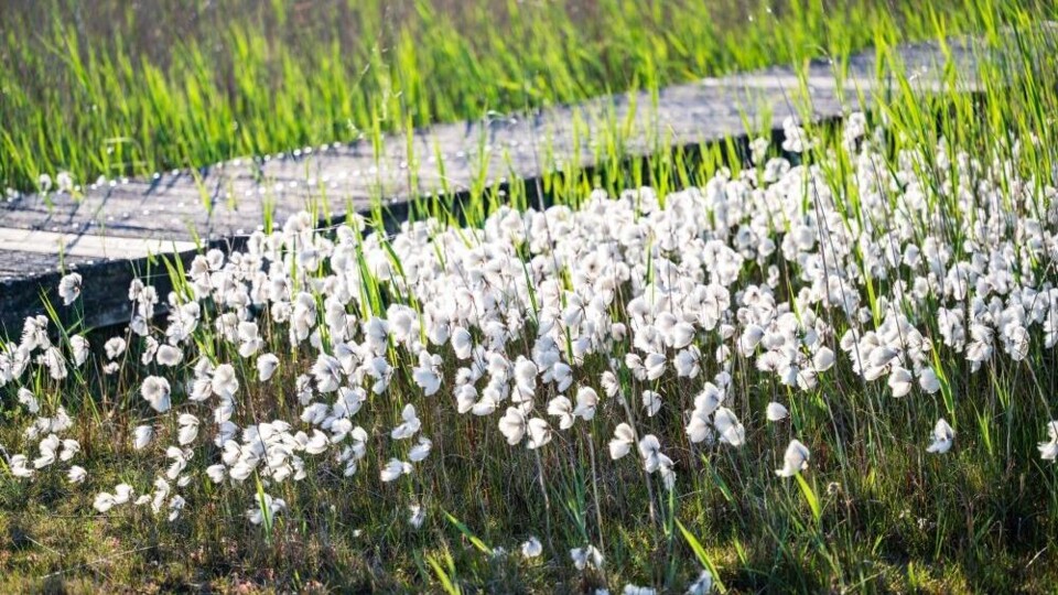 bloemen in het veen