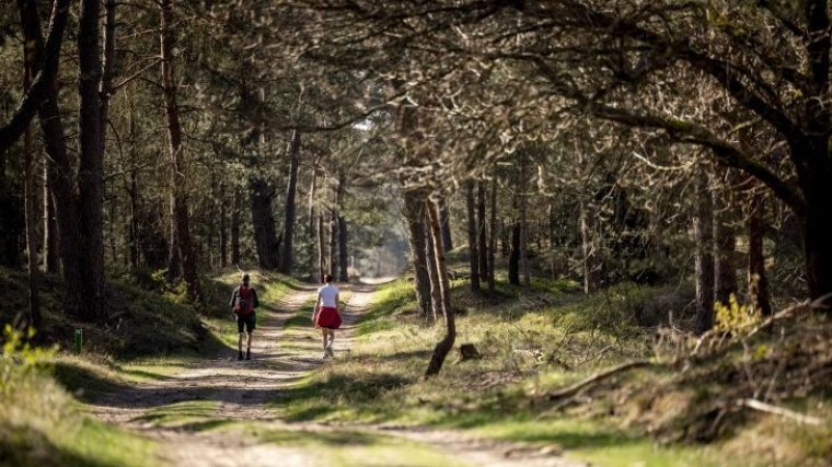 Gelderland wil ‘probleemwolf’ dood laten schieten