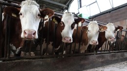 Wiersma wacht met uitstootdata op oordeel Raad van State