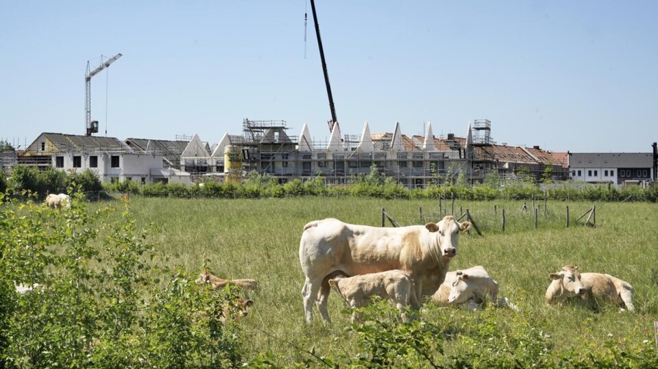 Koeien en nieuwbouw bij Wijchen, in Gelderland.