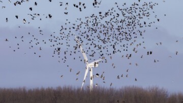 Limburg wil geen grotere afstandsnorm windturbines