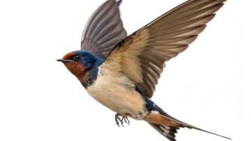 Woo-verzoeken liggen minder lang bij ministeries