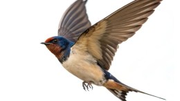 Woo-verzoeken liggen minder lang bij ministeries