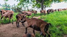 Het geitenpad van de Omgevingswet verdwijnt. Wat nu? 