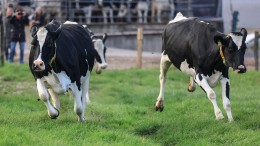 'Nee, er is geen alternatief voor de KDW', zeggen onderzoekers