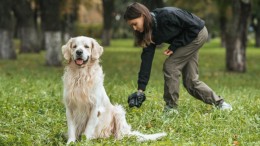 Hondenbelasting verdwijnt uit meer gemeenten