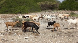 Gevaarlijke klif Statia aangepakt